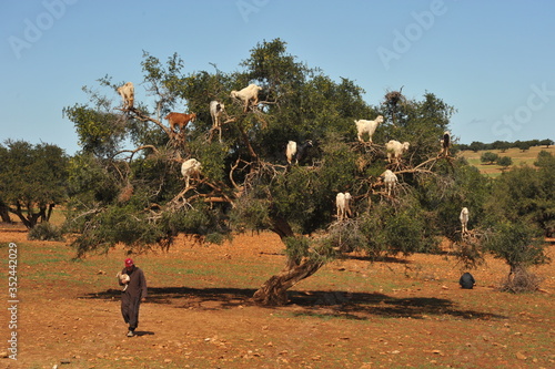 Marrakech - Marocco 2004, albero dell'olio di argan
