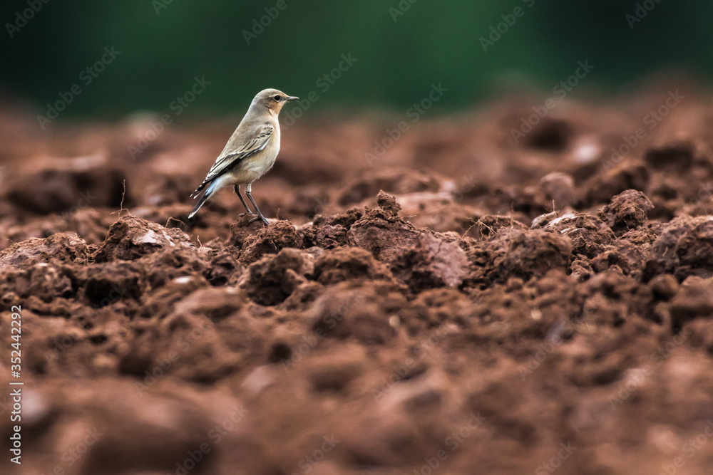 Common wheatear (Oenanthe oenanthe)