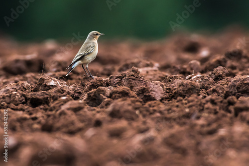 Obraz na płótnie Common wheatear (Oenanthe oenanthe) w salonie