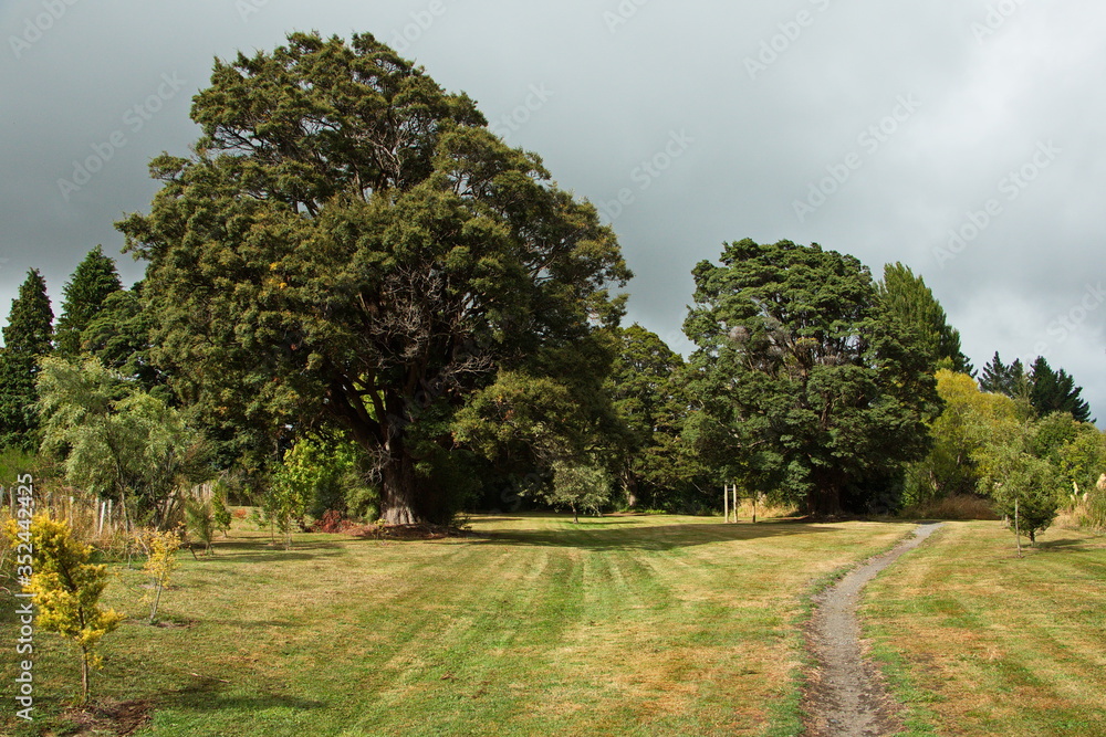 Big trees on Mangawhero Trail in Ohakune,Manawatu-Wanganui Region on North Island of New Zealand
Big trees on Mangawhero Trail in Ohakune,Manawatu-Wanganui Region on North Island of New Zealand