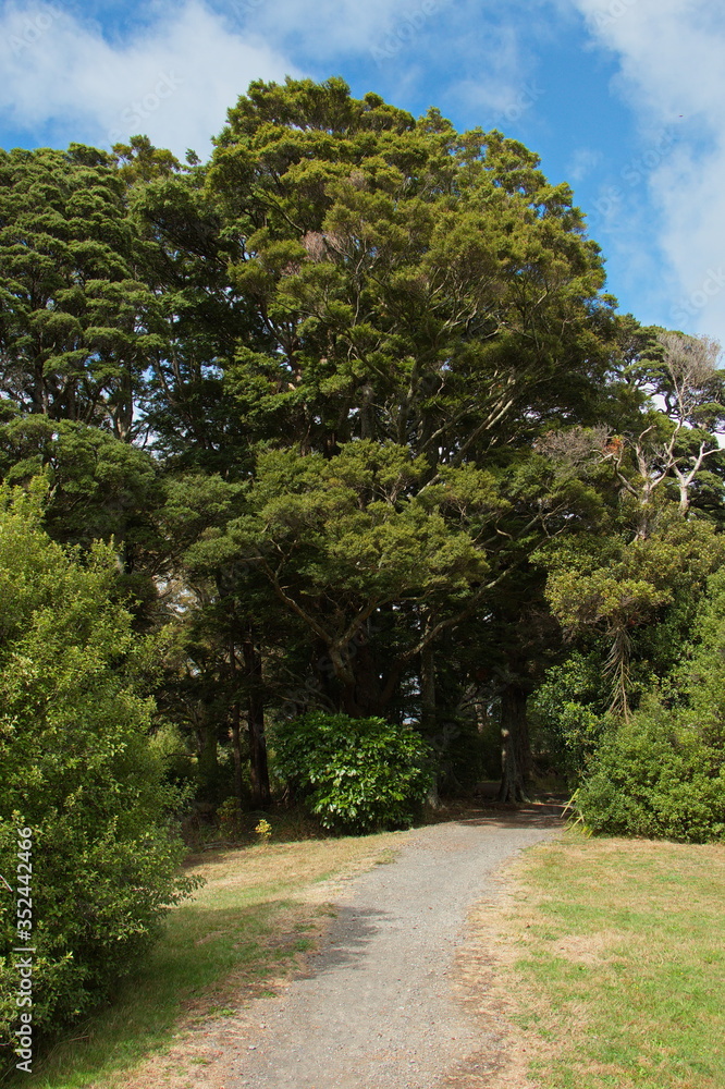 Big trees on Mangawhero Trail in Ohakune,Manawatu-Wanganui Region on North Island of New Zealand
