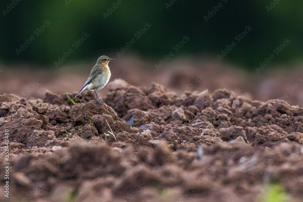 Common wheatear (Oenanthe oenanthe)