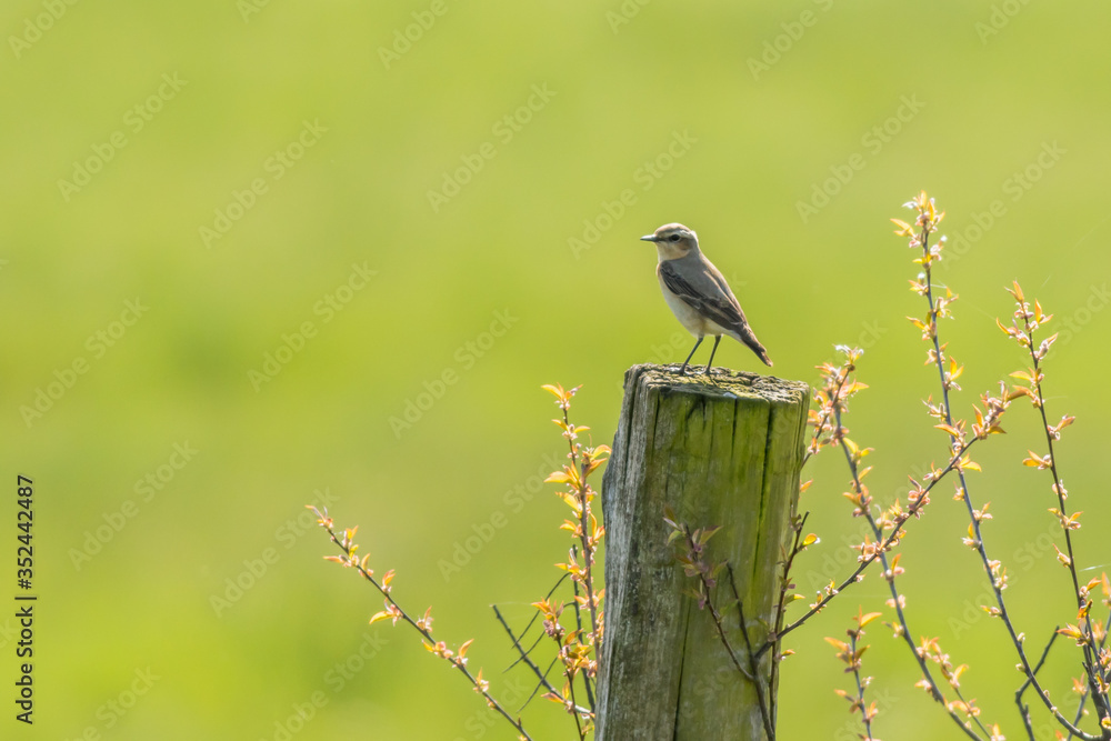 Common wheatear (Oenanthe oenanthe)