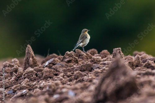 Common wheatear (Oenanthe oenanthe)