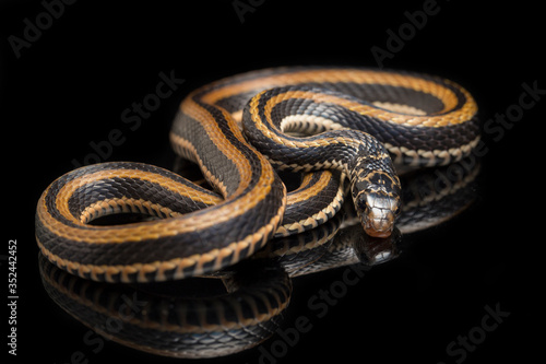 The striped keelback, Xenochrophis vittatus, is a species of snake found mainly in Indonesia isolated on black background photo