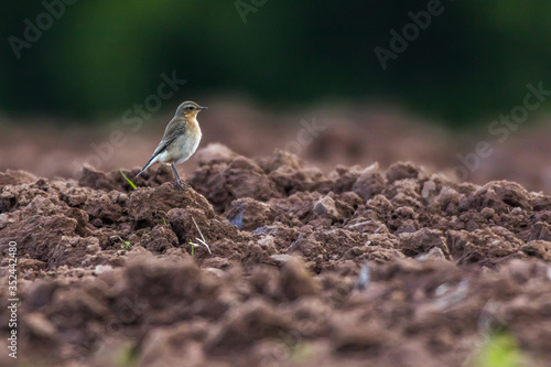 Obraz na płótnie Common wheatear (Oenanthe oenanthe) w salonie