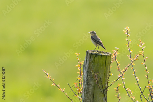 Obraz na płótnie Common wheatear (Oenanthe oenanthe) w salonie