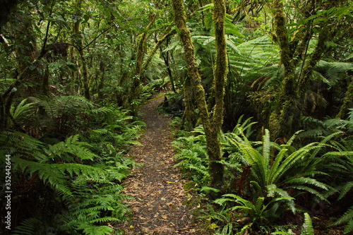 Forest on Mangawhero Forest Walk in Ohakune,Manawatu-Wanganui Region on North Island of New Zealand 