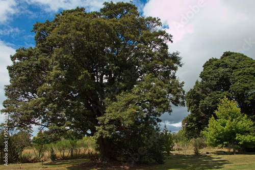 Big trees on Mangawhero Trail in Ohakune Manawatu-Wanganui Region on North Island of New Zealand 