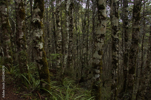 Forest on Waitonga Falls Walk,Manawatu-Wanganui Region on North Island of New Zealand 