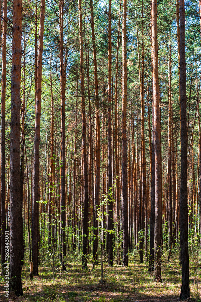 Sunny morning in the summer pine forest. Sunny morning in the summer pine forest.