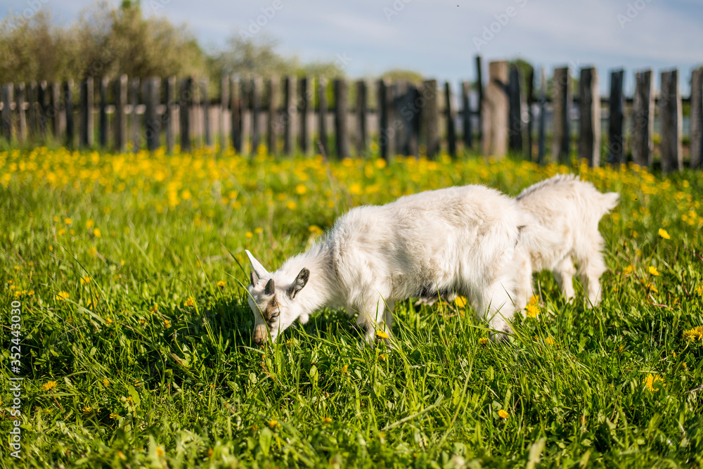 a small kid eats grass in a flower field in spring a small kid eats grass in a flower field in spring