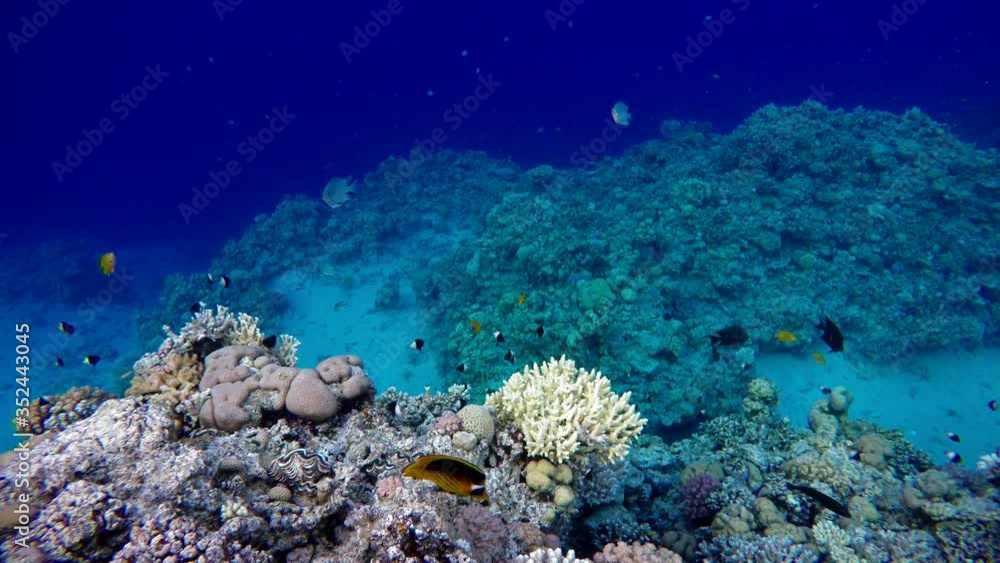 Coral reef. The marine life of tropical fish. Video under water. Coral reef. The marine life of tropical fish. Video under water.