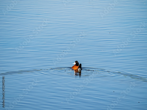 Close up shot of a Ruddy duck swimming in a pond