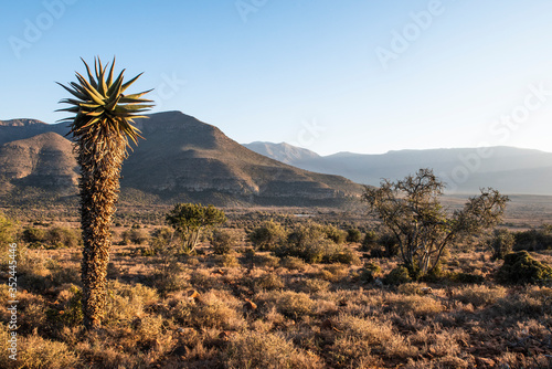 Aloe ferox plan in the arid Great Karoo photo