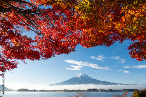 Colorful Autumn Season and Mountain Fuji with red leaves at lake Kawaguchiko is one of the best places in Japan © messipjs