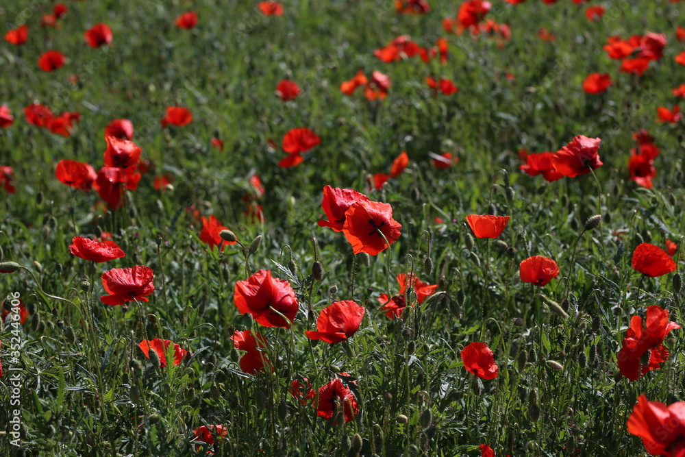 View of poppy filed in summer countryside View of poppy filed in summer countryside