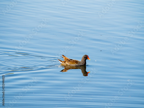 Close up of Common gallinule swimming
