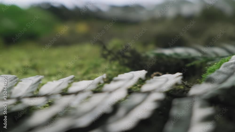Close up of green leafy moss landscape Close up of green leafy moss landscape