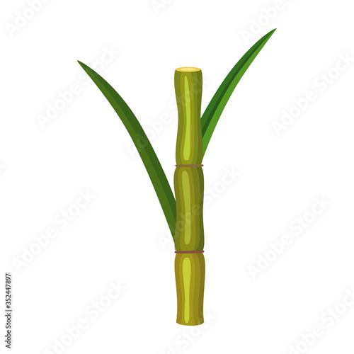 Fototapeta Naklejka Na Ścianę i Meble -  Stem sugar cane vector icon.Cartoon vector icon isolated on white background stem sugar cane.