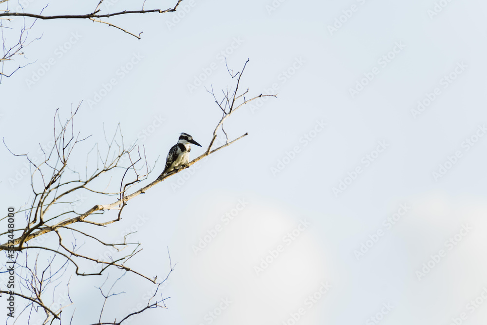 schwarz-weißer Vogel auf einem dürren Ast schwarz-weißer Vogel auf einem dürren Ast