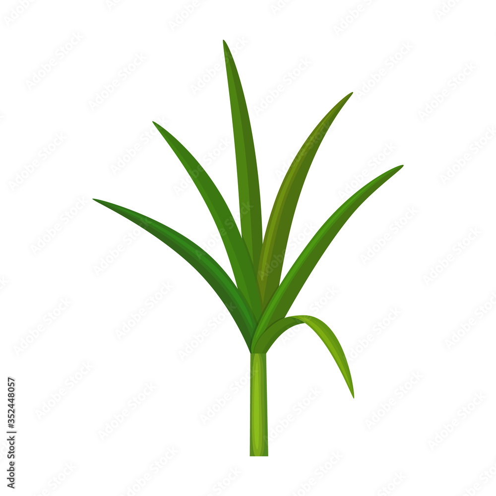Obraz premium Leaf sugar cane vector icon.Cartoon vector icon isolated on white background leaf sugar cane.