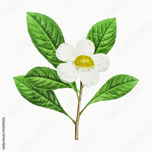 Illustration of Gordonia pubescens or Franklinia vector