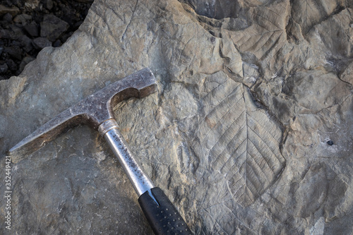 Fossil leaves imprinted in a rocky Longyear glacial moraine in Svalbard, Norway. Fossils 65 millions years old. Hammer tool aside photo