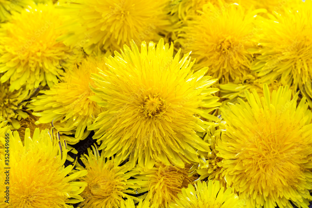 Dandelion flowers, background Dandelion flowers, background