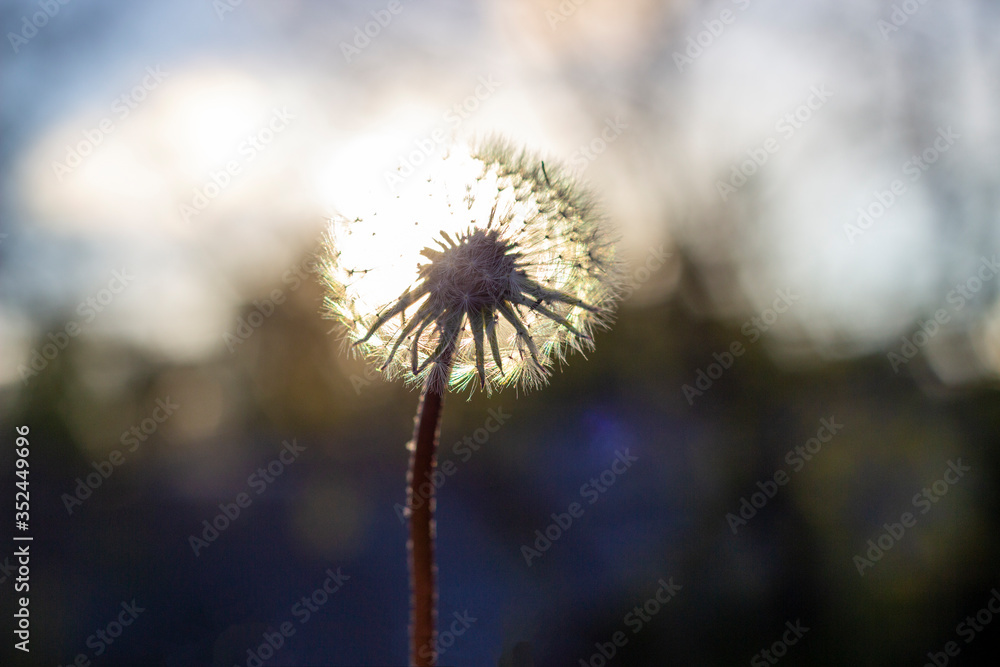 Obraz premium Dandelion flower and flying seeds on wind...