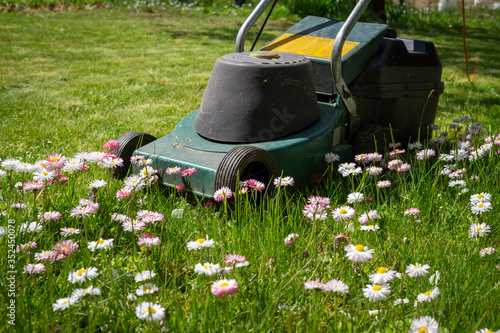 Obraz na plátně Dainty white and pink spring flowers in a lawn