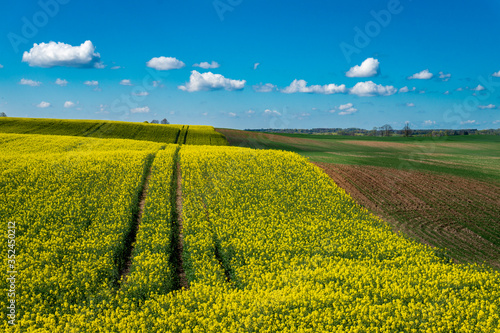 Flowering field of bright yellow rapeseed crop