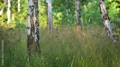 Fototapeta Naklejka Na Ścianę i Meble -  Birch tree trunk close up against an out of focus background
