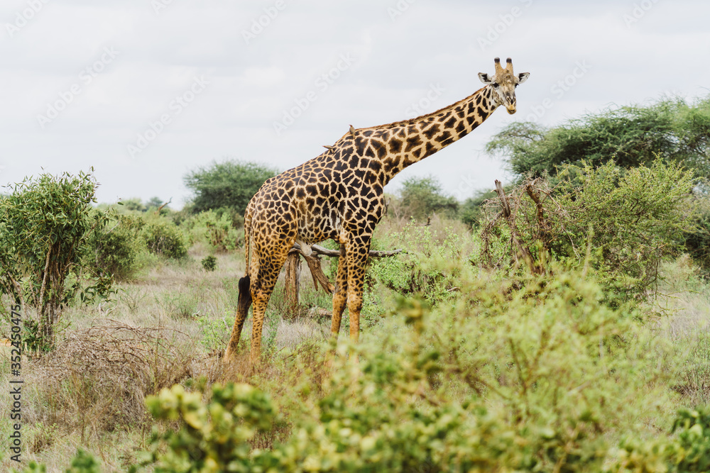 Fototapeta premium Giraffe in afrikanischer Savanne