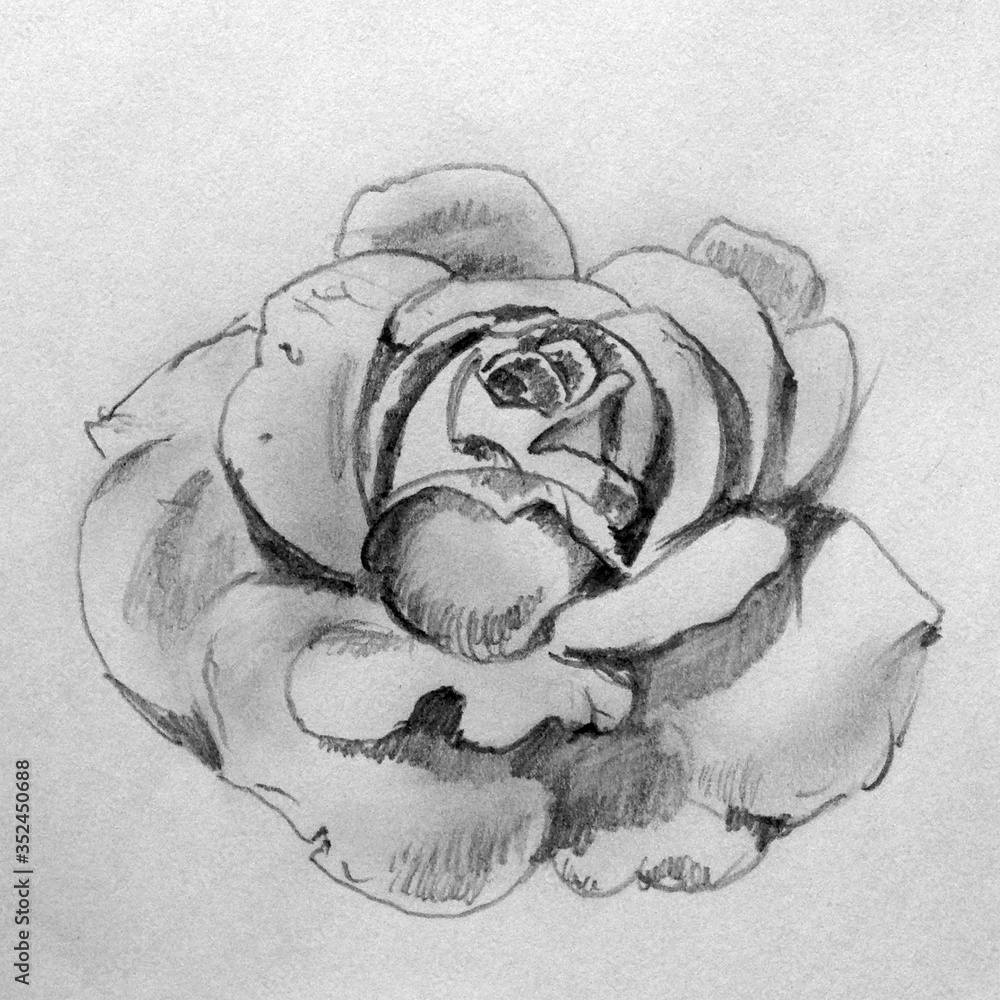 Pencil drawing hand background . Single exotic rose flower .Floral ...