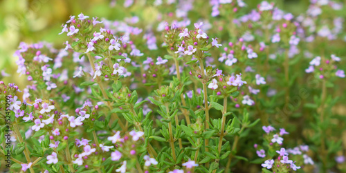 Thymus vulgaris or common thyme. Flowering thyme in the wild.