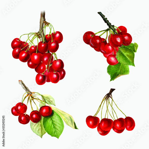 Hand drawn natural fresh red cherry on gray background vector