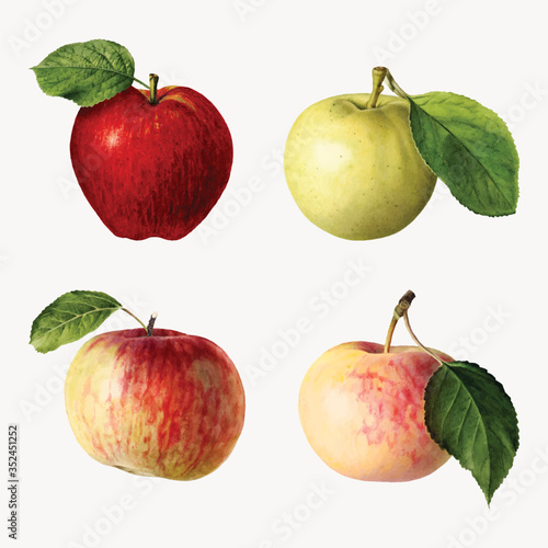 Hand drawn fresh apples vector