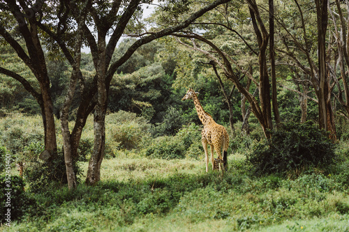 Giraffe im gr  nen Afrika  Kenia