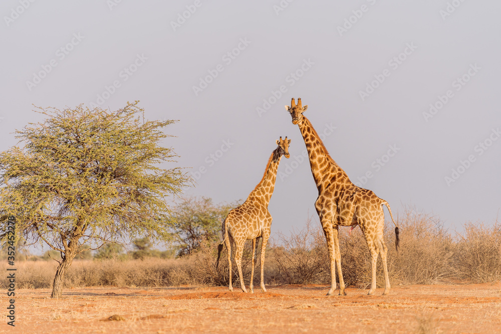 Fototapeta premium Giraffenpaar in freier Wildbahn in Namibia, Afrika