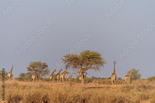 Giraffenfamilie in freier Wildbahn in Namibia  Afrika