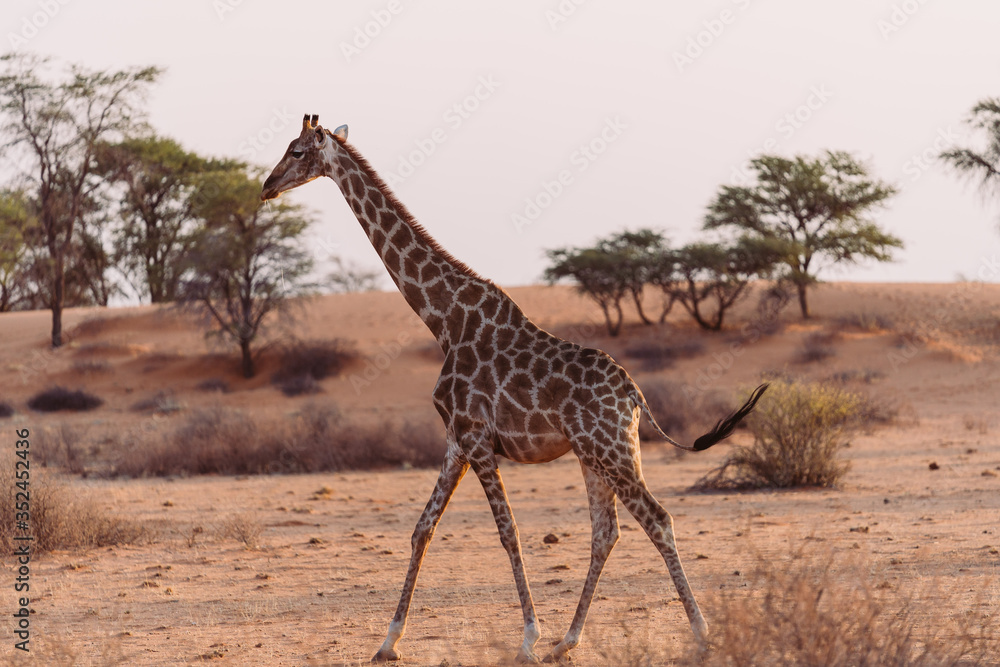 Obraz premium Giraffen in freier Wildbahn in Namibia, Afrika