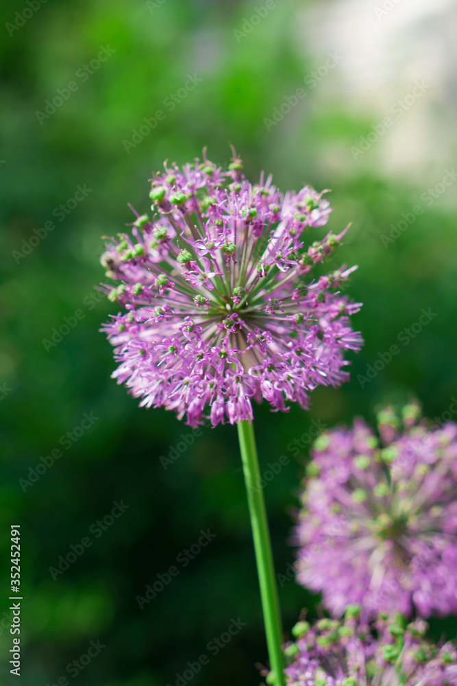 Flower, Decorative Bow (Allium), bloomed Flower, Decorative Bow (Allium), bloomed