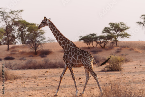 Giraffen in freier Wildbahn in Namibia  Afrika