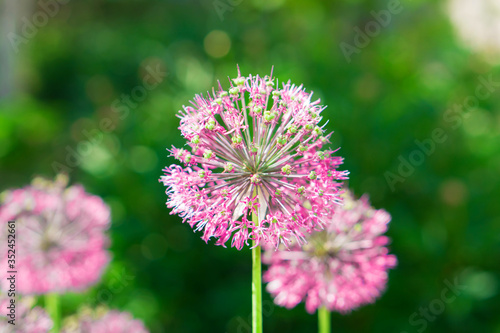 Flower, Decorative Bow (Allium), bloomed
