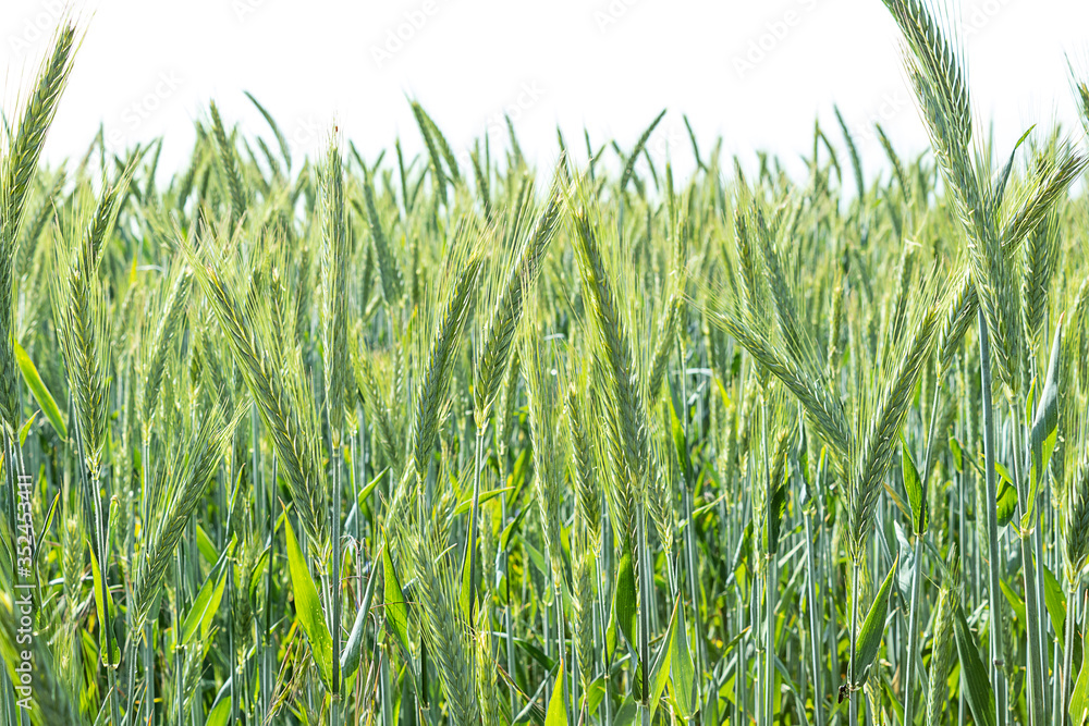 Fototapeta premium Young green barley crop in a field. Selective focus, copy space