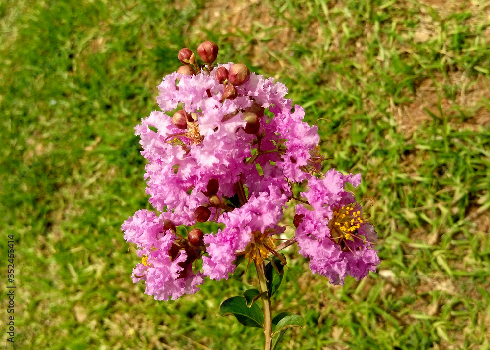 Pink New Orleans Crepe Myrtle, Drooping Pink flowers with ruffled petals Pink New Orleans Crepe Myrtle, Drooping Pink flowers with ruffled petals