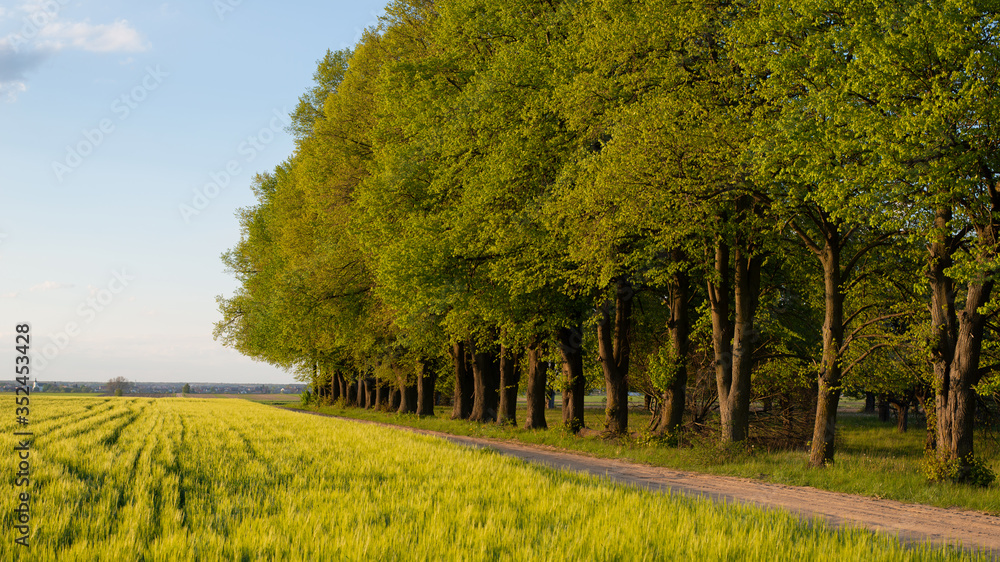 Naklejka premium Zielone drzew w świetle zachodzącego słońca