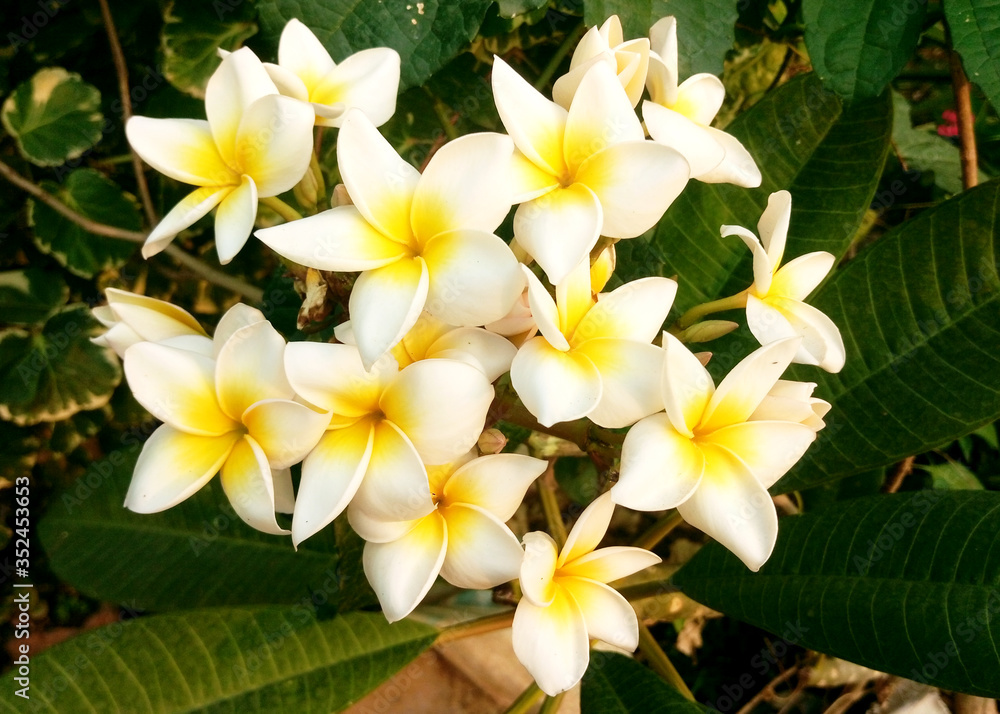 Fototapeta premium White frangipani flowers
