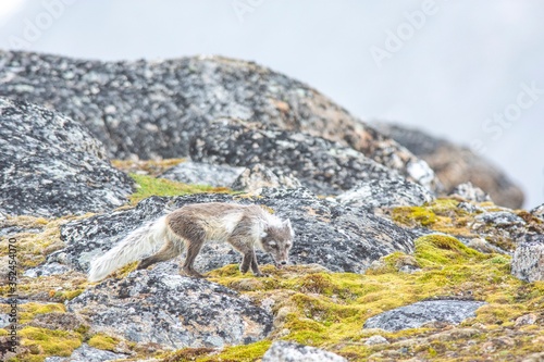 Young arctic fox in Spitzbergen during arctic summer